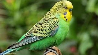 Budgie - My animal friends - Animals Documentary -Kids educational Videos