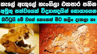 ඔස්ට්‍රේලියාවේ කැලයේ ජීවතුවුනු මේ අමුතුම සත්වයා කවුද ? | Strange animal found from Australian Woods