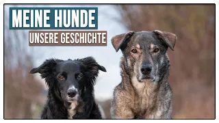 Wieso hört mein Hund nicht mehr so gut? 🐶 Die Geschichte meiner Hunde ❤️ - TGH XXL 2