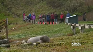 Pt. Reyes To Allow Public Viewing Of Elephant Seals That Took Over Beach