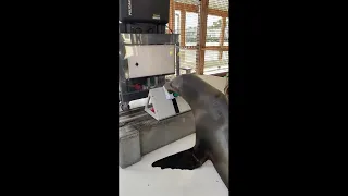 Sea Lion Uses Snout To Play Video Game As Part Of U.S. Navy Research