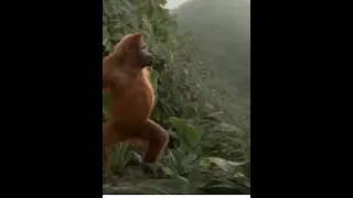 kulikitaka  ti  monkey