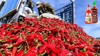 Red Chilli Pepper Harvest Machine - Chili Powder Processing in Factory - How chili sauce is made