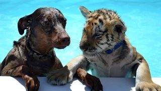 Cute Tiger & Puppy unlikely friends play together & Swim