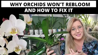 Why Won't My Orchid Bloom? Reasons and How to Fix them