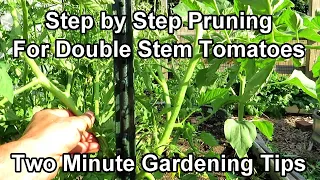 A Double Stem Tomato Pruning Method - From Never Pruned to 2 Production Stems: Two Minute TRG Tips