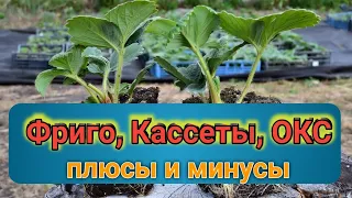 Рассада клубники: Фриго, Кассета, ОКС(копанка, зелёнка). В чем разница? Belklubnika.by