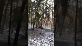 Дикие кабаны,Польский лес