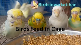 Birds feed in Cage🐦
