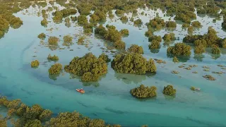 Clean energy, mangroves and fish stocks: How is the UAE preserving its nature?