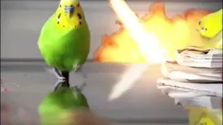 Epic Parrot Is Coming For You - With Explosions