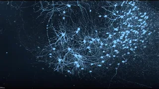 Venture Inside a Mouse Brain Amygdala in Advanced Microscope View