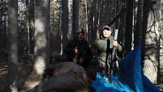 Долгожданная охота на изюбря на реву в Юго-Западной Якутии. 3 серия финал. Добыли бычка изюбря.