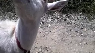 Всем привет от козы
