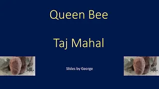 Taj Mahal   Queen Bee   karaoke