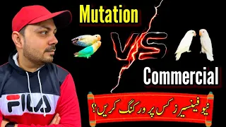 Love bird Commercial Vs Mutation | Future Birds | Albino | Creamino | bird Welcome Aviary official