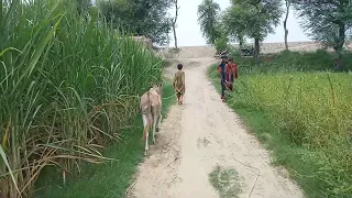 funny donkey video - funny videos compilation