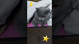 Британский кот 🐱 Томас первый ложится спать 😴 )))