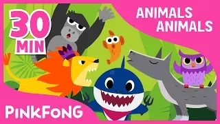 Hewan, Hewan | Bayi Hiu dan Lainnya | +Kompilasi | Lagu Binatang | Lagu Pinkfong untuk Anak