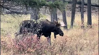 Great Pyrenees Livestock Guardian Dog Protects Crew from Huge Male Moose