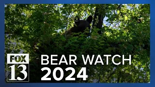 Bear seen hiding in Salt Lake City neighborhood tree