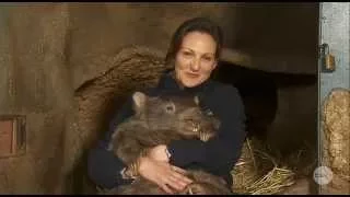 The worlds then-oldest WOMBAT, Patrick, celebrates his 30th birthday! - The Project