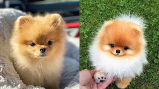 Pomeranian Puppies - Funny And Cute Pomeranian Puppy Videos Compilation 2021 😍