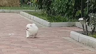 Белый мини померанский цверг шпиц. White tiny pomeranian dwarf. Www.elitdog.com