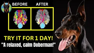 NEVER Deal with Anxiety in Your Doberman Again! (Non-Exercise Solution)