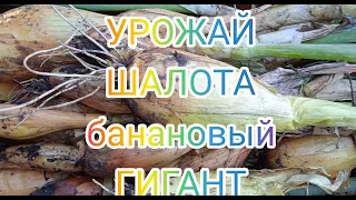 Убираю лук шалот БАНАНОВЫЙ ГИГАНТ