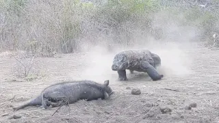 Komodo dragon eating and swallow wildboard