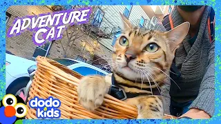 Fearless Cat Takes Her Dad On Wild Adventures! | Dodo Kids | Adventure Animals
