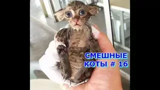 Приколы с кошками и котами #16. Подборка смешных и интересных видео с котиками и кошечками 2017