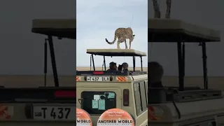 OMG, Amazing, Cheetah jump on Tourists Jeep in the Serengeti, Tanzania