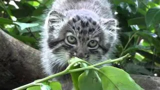 WHF Pallas Cat Kittens 2010 - behaving at 11 weeks old