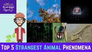 The 5 Strangest Animal Phenomena on Earth | Dr. Odd