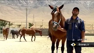 Iran Horse farming, Khondab county پرورش اسب شهرستان خنداب ايران