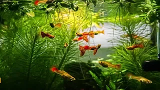 Guppy Aquarium