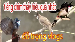 tiếng chim ép giọng chào mào má trắng hiệu quả nhất // của đỗ trọng vlogs