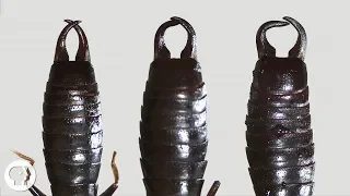 What Do Earwigs Do With Those Pincers Anyway? | Deep Look