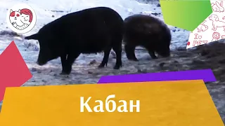 Кабан Описание на ilikepet