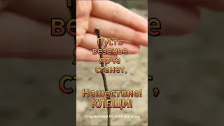 Нашествие клещей! Осторожно! Хорошего дня и чудесного настроения!Tick invasion! Carefully!...