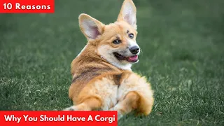 10 Reasons Why You Should Have A Corgi