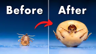 Ticks Become 100x Their Original Size