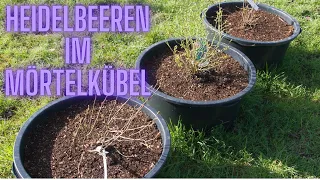 Heidelbeeren im Mörtelkübel