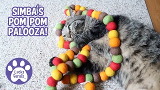 Simba's Pom Pom Palooza! * S4 E16 * Cat Playing With Toys