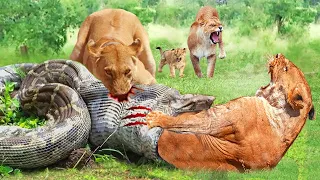 Python's Best Hunting Attacks - Python vs Lion, Leopard, Porcupine, Baboon, Honey Badger, Jackal