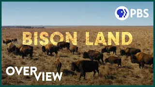 How Bison Are Saving America's Lost Prairie