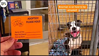 Shelter Dogs Get Adopted - Priceless Moments When Shelter Dogs Realized They Are Being Adopted