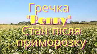 Гречка "Penny" стан після приморозку